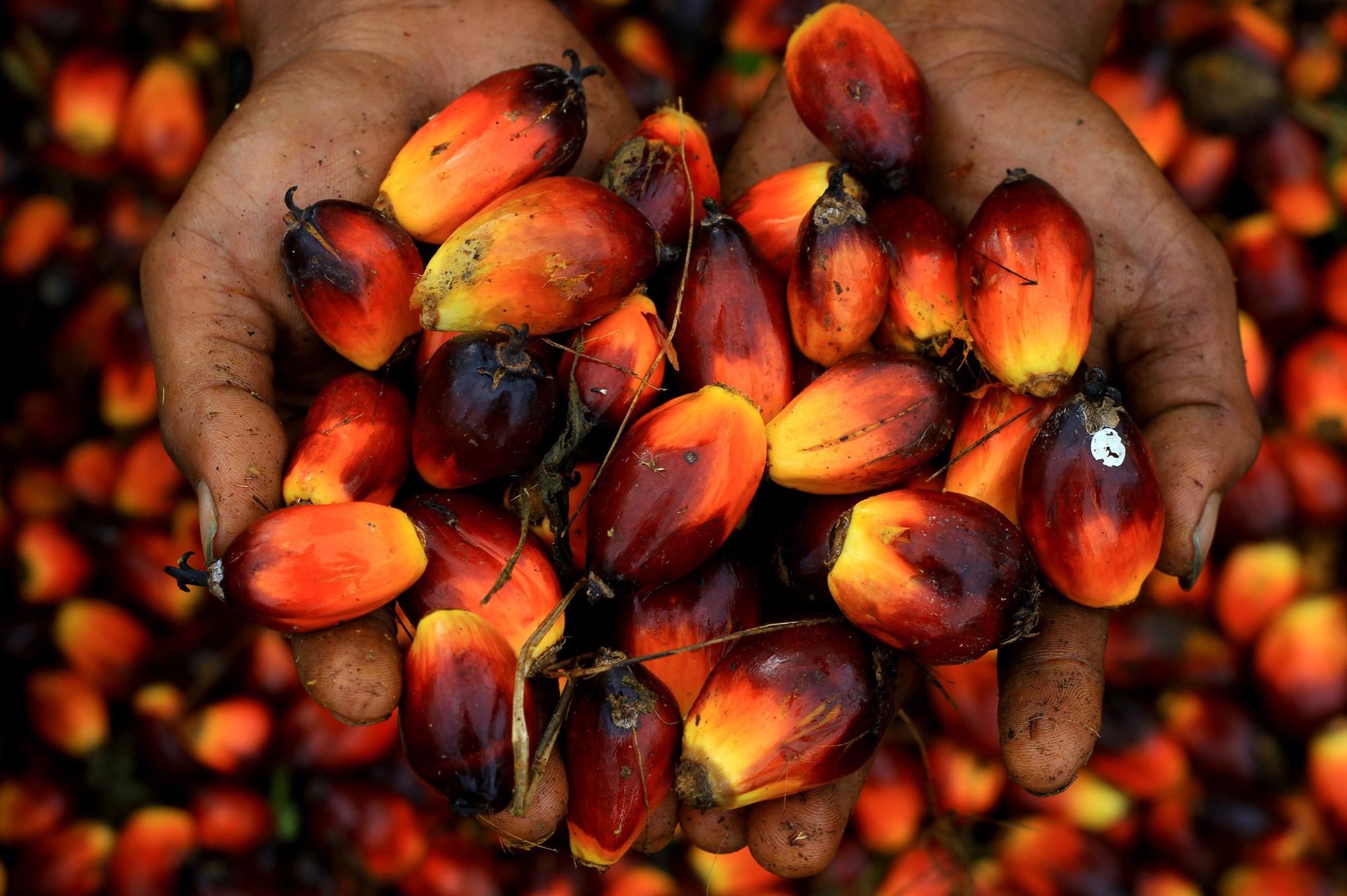 Palm Oil