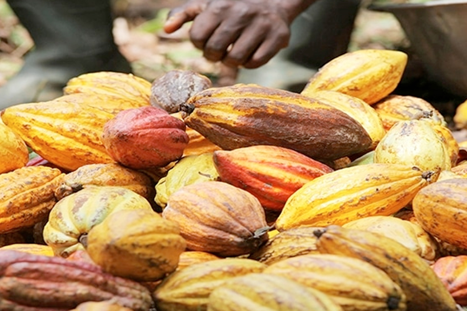 Cocoa Sector: Cooperatives Suspended, Coffee-Cocoa Council Reveals the Real Reasons