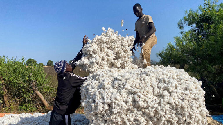 Ivory Coast Government Maintains Cotton Prices to Revitalize the Sector