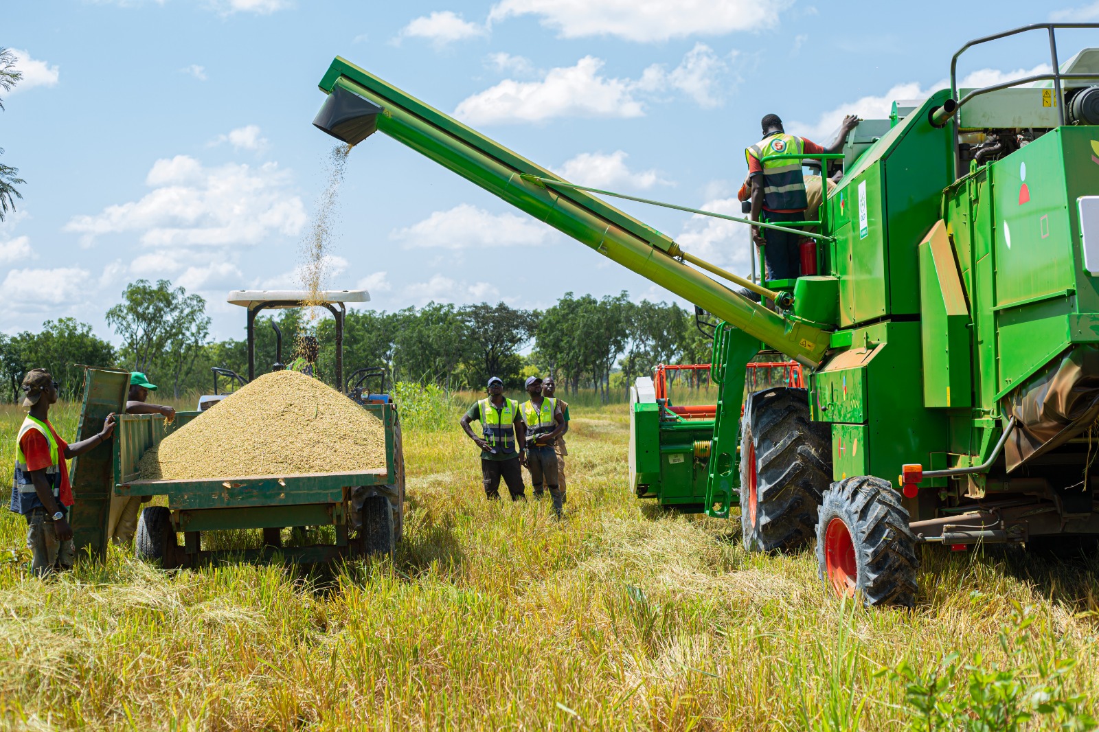 Ivory Coast Aims for Rice Self-Sufficiency: Government Commits to Success