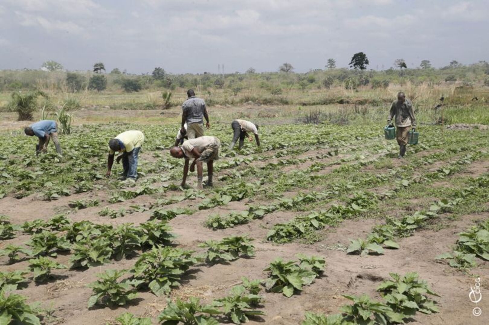 Food Security: Government Launches Programs to Boost Farmers’ Production